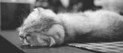 Non m'importa. | via Tumblr on We Heart It. http://weheartit.com/entry/68392862/via/annabec