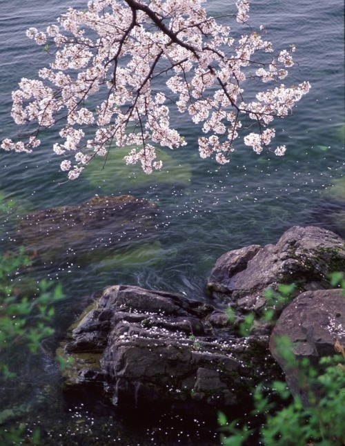 kvnai:  海津大崎の桜 by  Nobuhiro Suhara 滋賀県　海津大崎