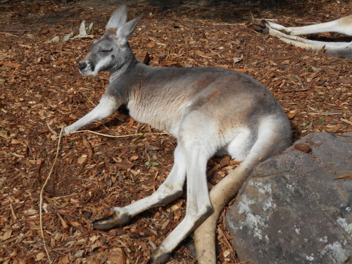 Australia - Part 3These photos are from my trip to the Taronga Zoo. It was one of my favourite adven