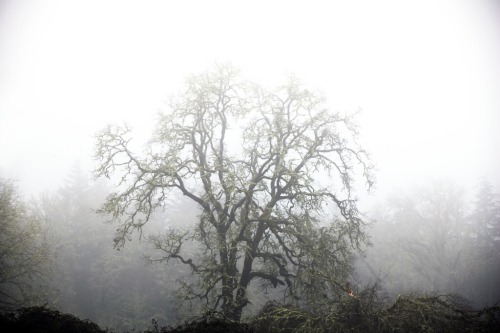 russell-tomlin:Oak and Fog