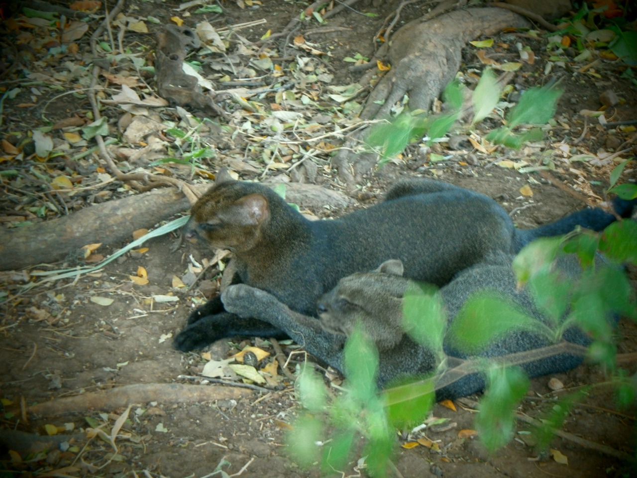 Jaguarundi - Puma yagouaroundi panamensis
Photo I took of two cuddling Jaguarundi. One of them had only three legs. See them in Costa Rica.