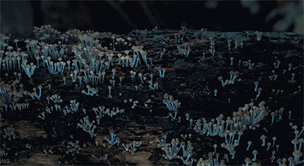 nevver:Fungus amongus