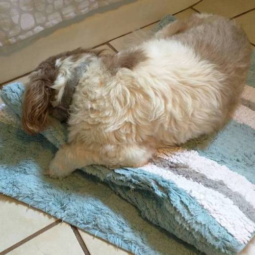 Got the bath mat just right #bentley #dogsofinstagram (at Saint Petersburg, Florida)