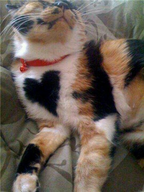 thecutestofthecute:Since Valentines Day is soon approaching, here are some animals with heart markin