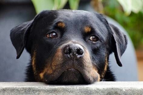 Rottweiler dog breed