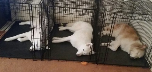 6woofs:  Midday is nap time ‘round here. 
