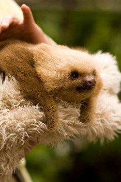 earthsfinest:  Sloth by asirap Random facts: Sloths only go to the bathroom once a week and have very bad eyesight. Their very soft hair grows in all directions because they are upwards as much as downwards.