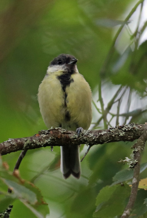 Great tit/talgoxe.