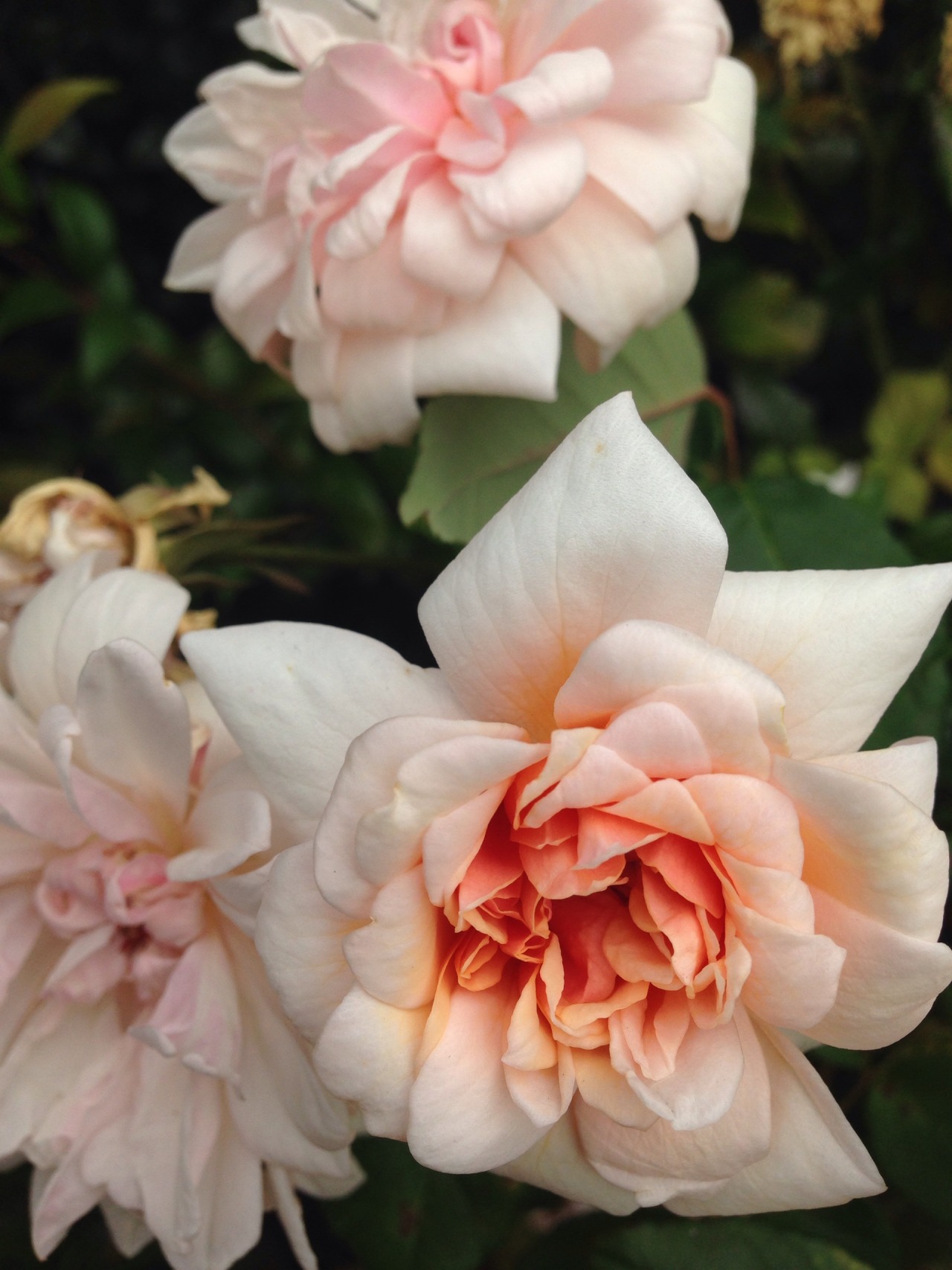 little-big:  Antique roses (February 22 2016). 