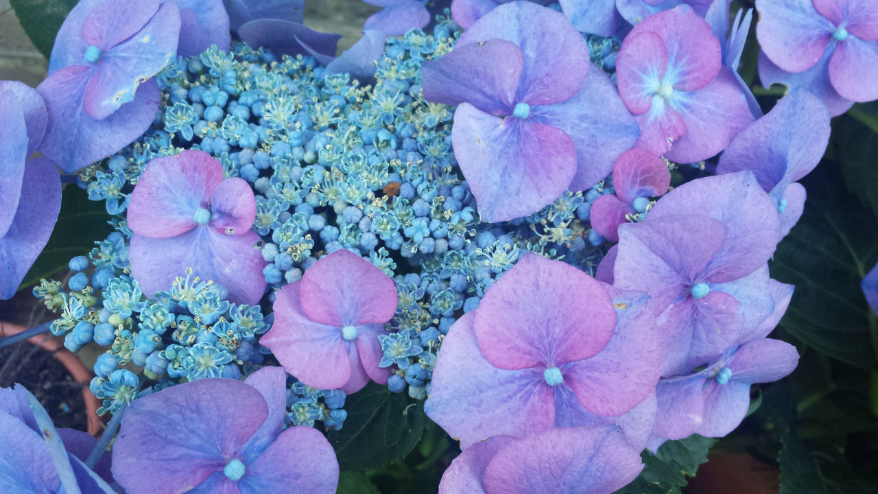 bunny-kei:  noxfae:  Not sure what these flowers are called, but they have the most
