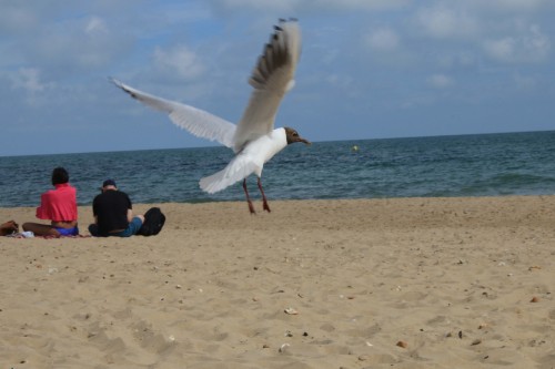 01/07/2014 Still editing all the beach photos, this is a bird we got friendly with…I love bir