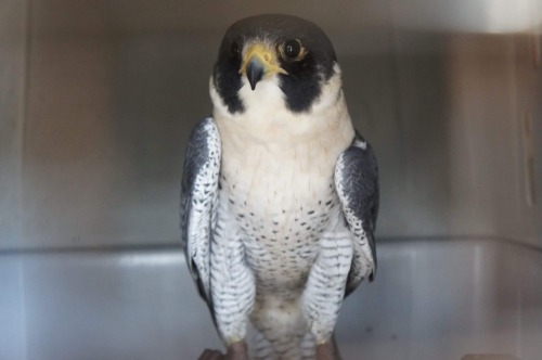 nerdybirdyyyy: Beautiful, resident peregrine falcon. Great photos! What a beautiful peregrine. :)