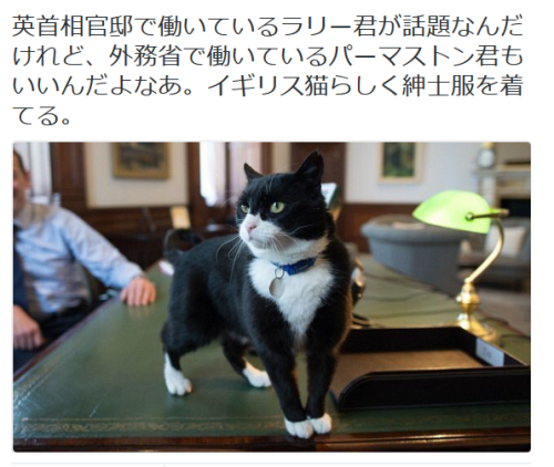 highlandvalley:
“ ぽぽんすさんのツイート: “英首相官邸で働いているラリー君が話題なんだけれど、外務省で働いているパーマストン君もいいんだよなあ。イギリス猫らしく紳士服を着てる。 https://t.co/FuT36sT1WU” ”