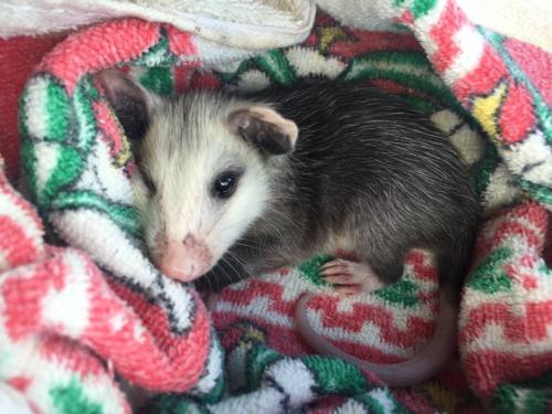 opossummypossum: devinleighbee: Today we rescued an orphaned baby opossum! We found her momma dead o