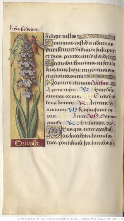 heaveninawildflower: Illuminated page with a botanical illustration. Taken from ‘Grandes Heures d'An