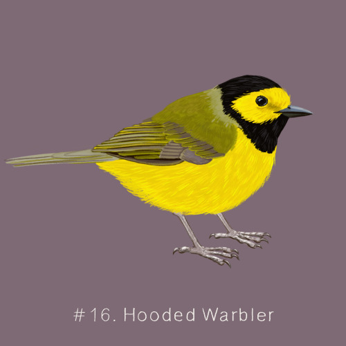 100 Weird Birds: Day 16The Hooded Warbler lives in eastern North America. They nest in low areas of 