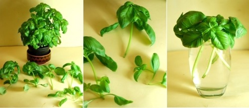 hollowfacade:robosnotart:amroyounes:8 vegetables that you can regrow again and again.ScallionsYou ca