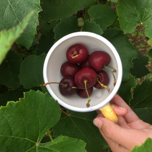 lilllbean: A cup of cherries?