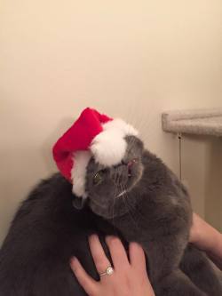 stephnrice:  Merry Christmas from my beautiful cat 