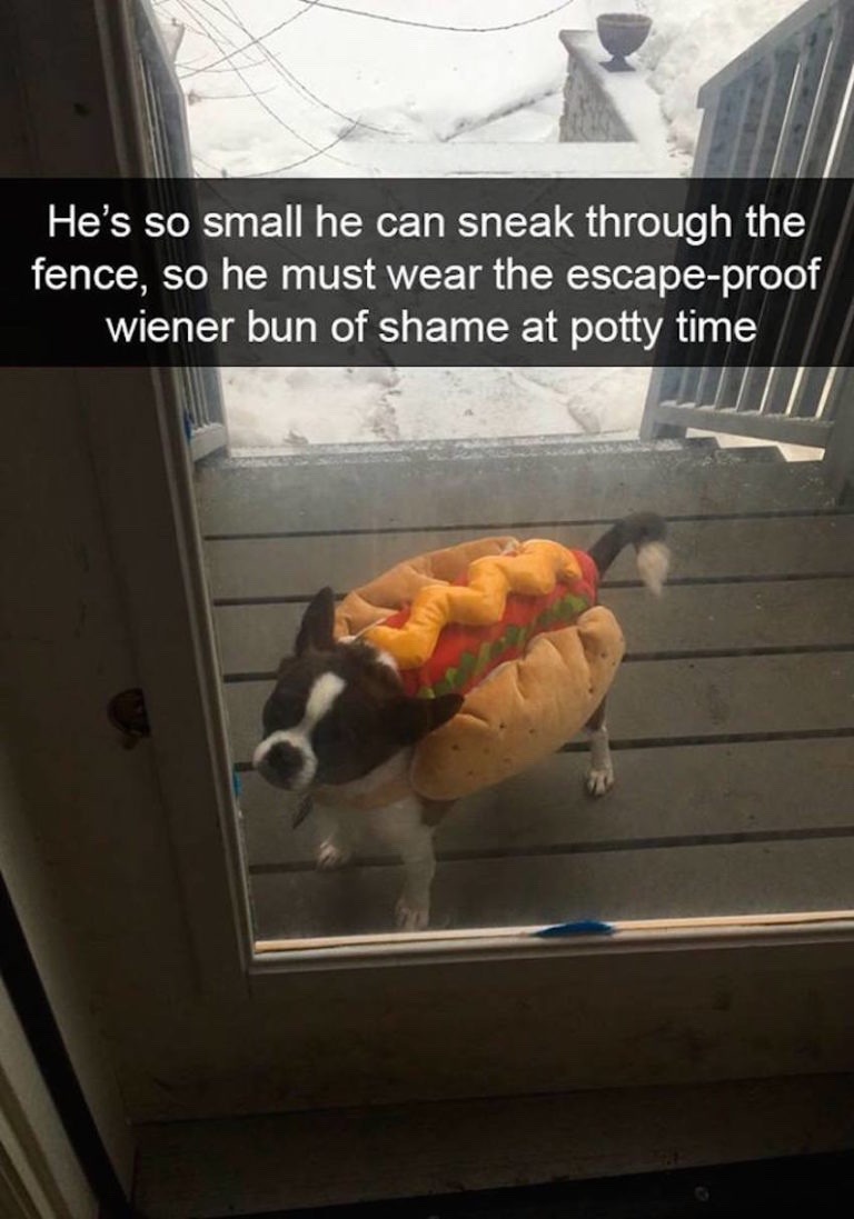 mossyoakmaster: onyourleftbooob:  dogs and snapchat    We don’t deserve dogs ❤️😂