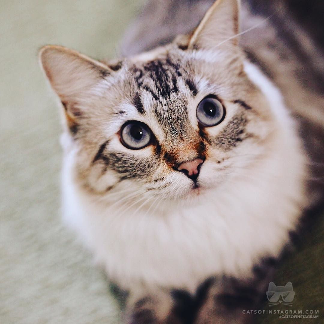 catsofinstagram:  From @droodlegram: “That cat ate my lighting cable!” #catsofinstagram