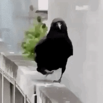 Crow Stim Board