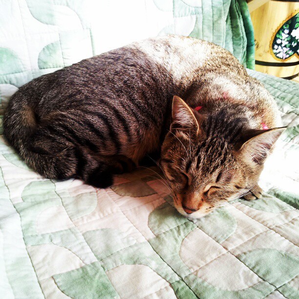 kazu830-gw:  スヤスヤ(*´∀｀) #猫 #neko #cat #catstagram #catsofinstagram