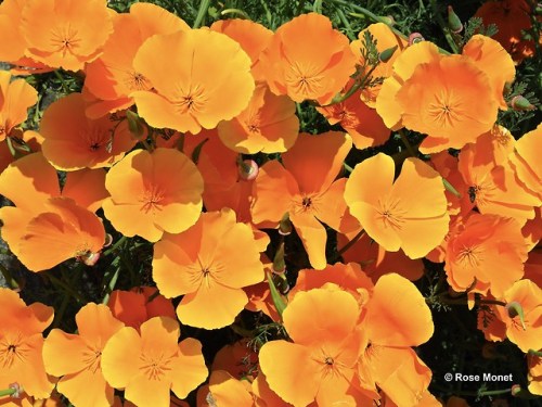 rosemonetphotos: Eschscholzia californica         08&gt;2017Pavot de Califor