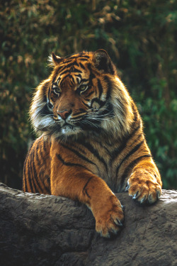 visualechoess:  Tiger - by: Frank Hazebroek