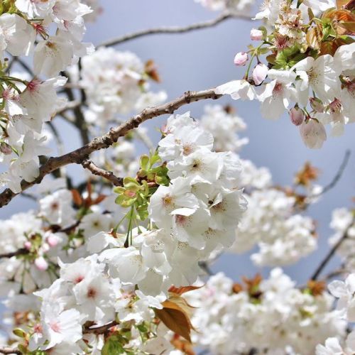 ilovesthediff: Beautiful #AlexandraGardens ift.tt/2nqjxJF