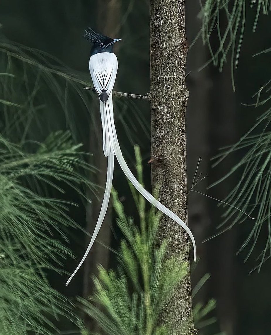 Indian Paradise Flycatcher