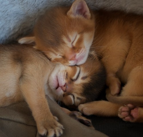 mostlycatsmostly:Brothers (via Igor Karpov)