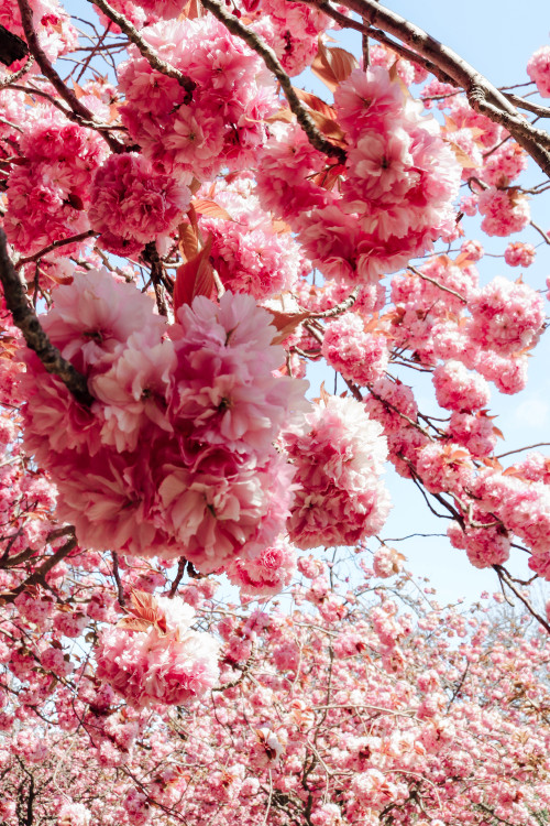 pink blossom