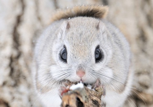 Porn wonderous-world:  The Siberian Flying Squirrel photos
