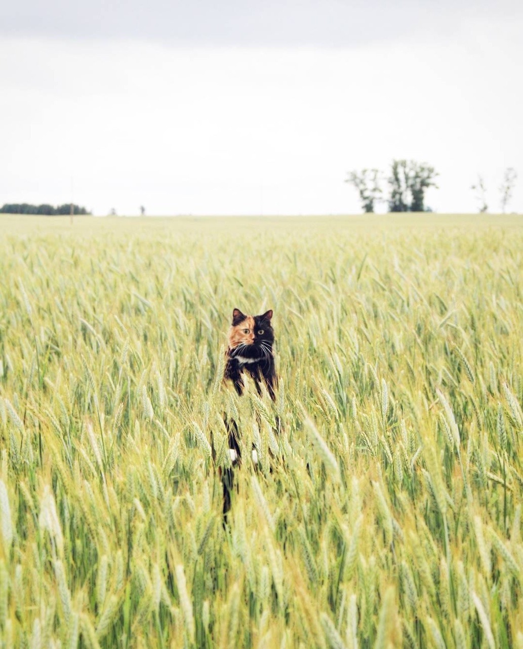 cutest-animals-here:  (Source)
