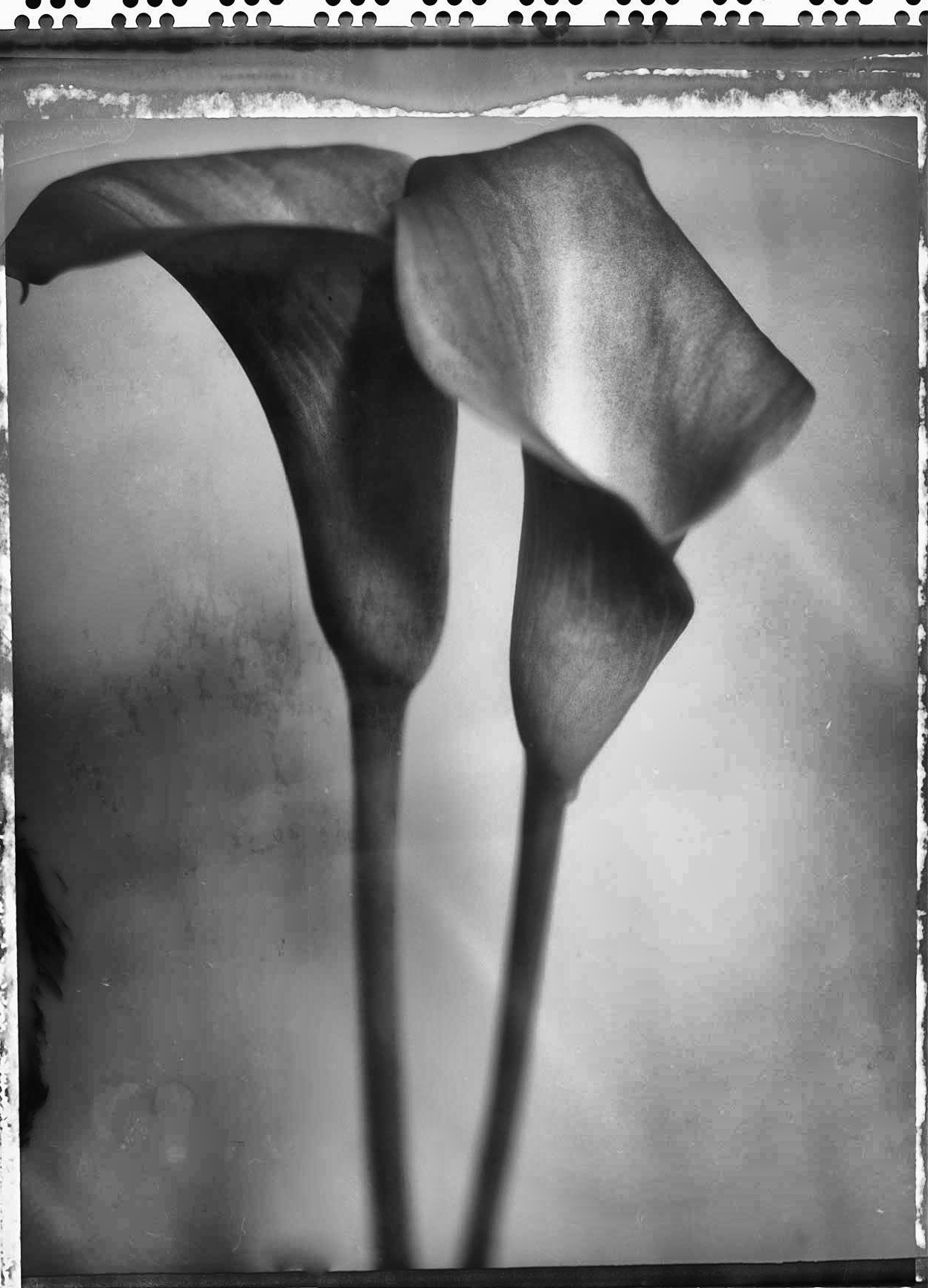 polaroidsandthoughts:
“polaroidsandthoughts:
“two graces
”
From the archive
”