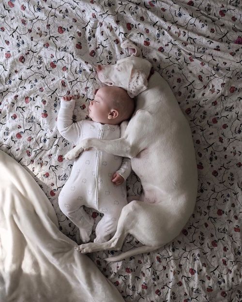 WARNING: CUTENESS OVERLOAD!Nora the rescue puppy loves napping with her baby brother ❤️