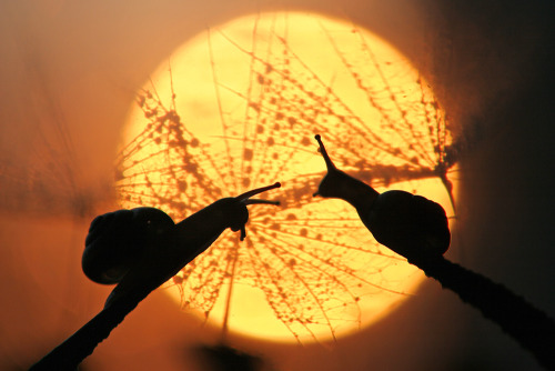 lostinhistory:  blueandbluer:  haiweewicci:  naked-mahariel:  princeof-heart:  sexycomputervoice:  staceythinx:  Rain or shine, macro photographer Vadim Trunov captures the surprisingly adventurous lives of snails.  So beautiful.  LOOK AT THESE MEANINGFUL