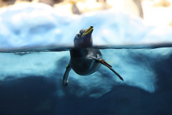 thepenguinblog:  Gentoo Penguin by doegox