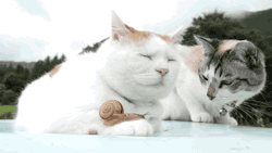 Gifsboom:  Snail And Cats. [Video][かご猫 Ｂｌｏｇ]