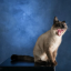 katzen-und-kaffee