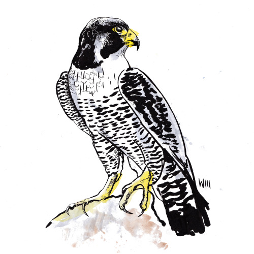 animal-drawings:Peregrine Falcon for Adam.Nice work!