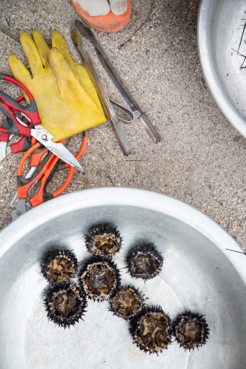 Spear Fishing off the Coast of VietnamLocation: Phu Quoc, VietnamThere are a few activities in this 