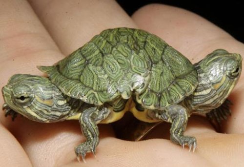 Two headed turtle