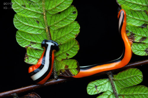 onenicebugperday: Predatory hammerhead flatworm, Bipalium choristospermaPhotographed in Borneo by Fr