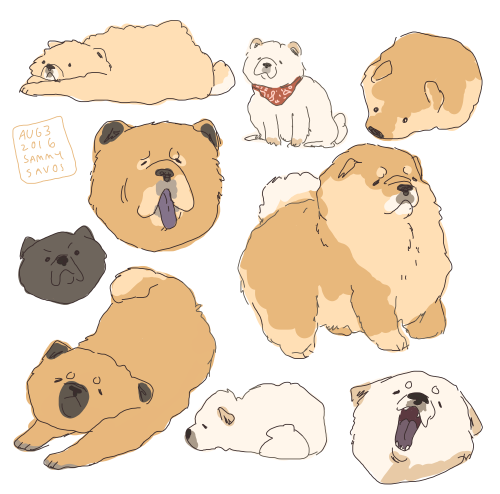 chow chows were requested
