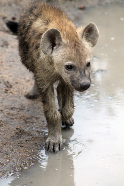 thepredatorblog:  Young spotted hyena (by