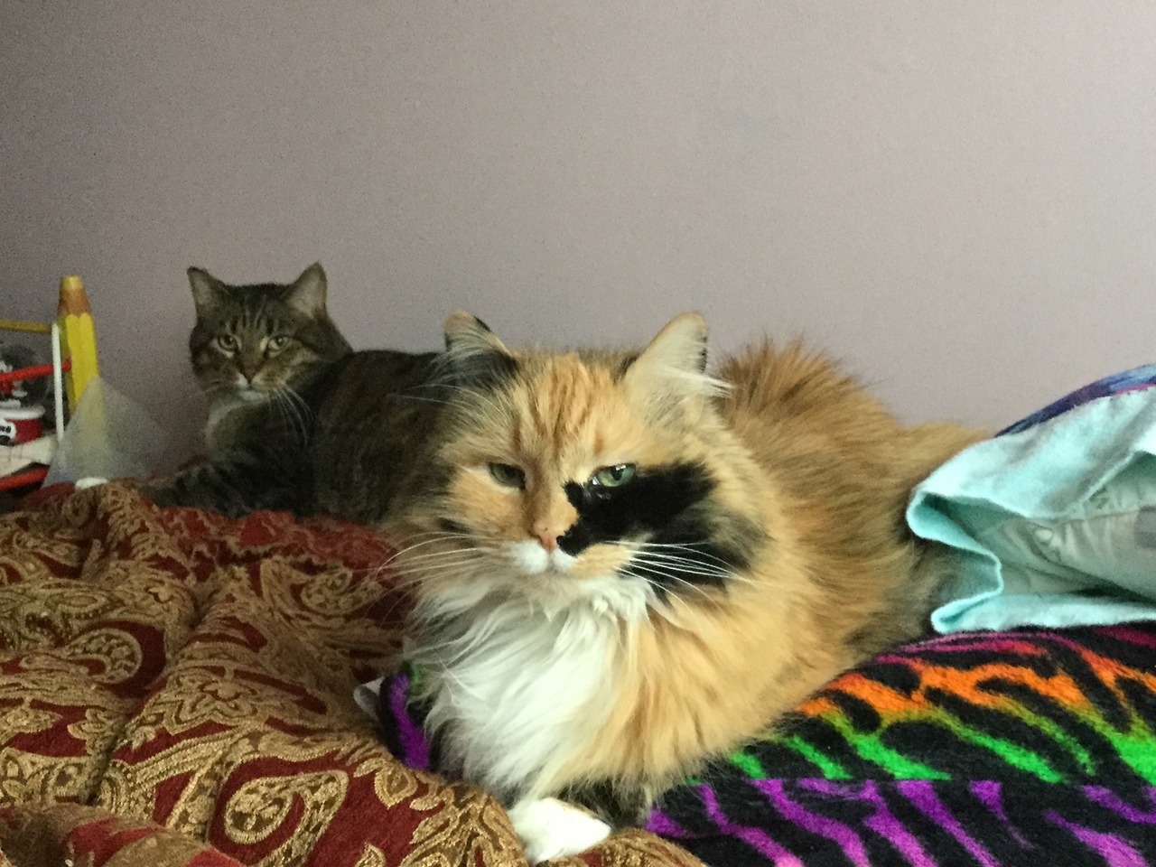very-kawaii:Cats :3
