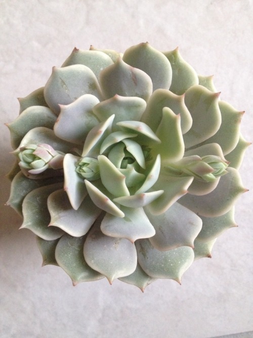 Sex succulentsandsuch:  Echeveria ‘Lola’ pictures