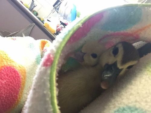 ducklingcentral: curvecreation: Daily duckling spam! Courtesy of my mum. She’s currently at ho